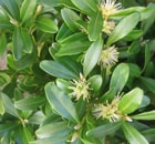  Buxus harlandii