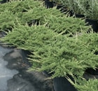 Juniperus Horizontalis 'Prince Of Wales' 