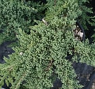Juniperus-Procumbens-Nana