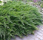 Juniperus Sabina Tamariscifolia