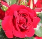 rosa amadeus