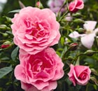 rosa florentina