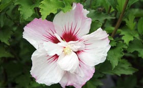 Hibiscus Syriacus Pinky Spot