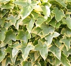 hedera japonica