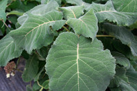 foglie hydrangea sargentiana