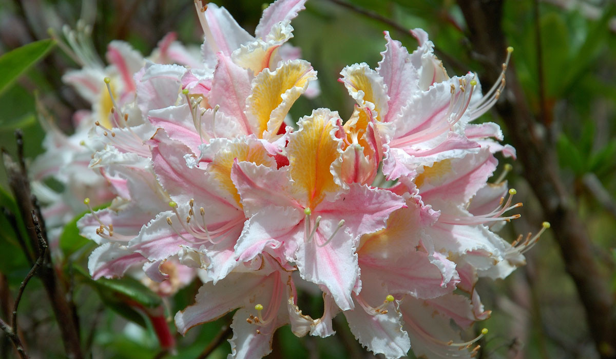 Rhododendron01
