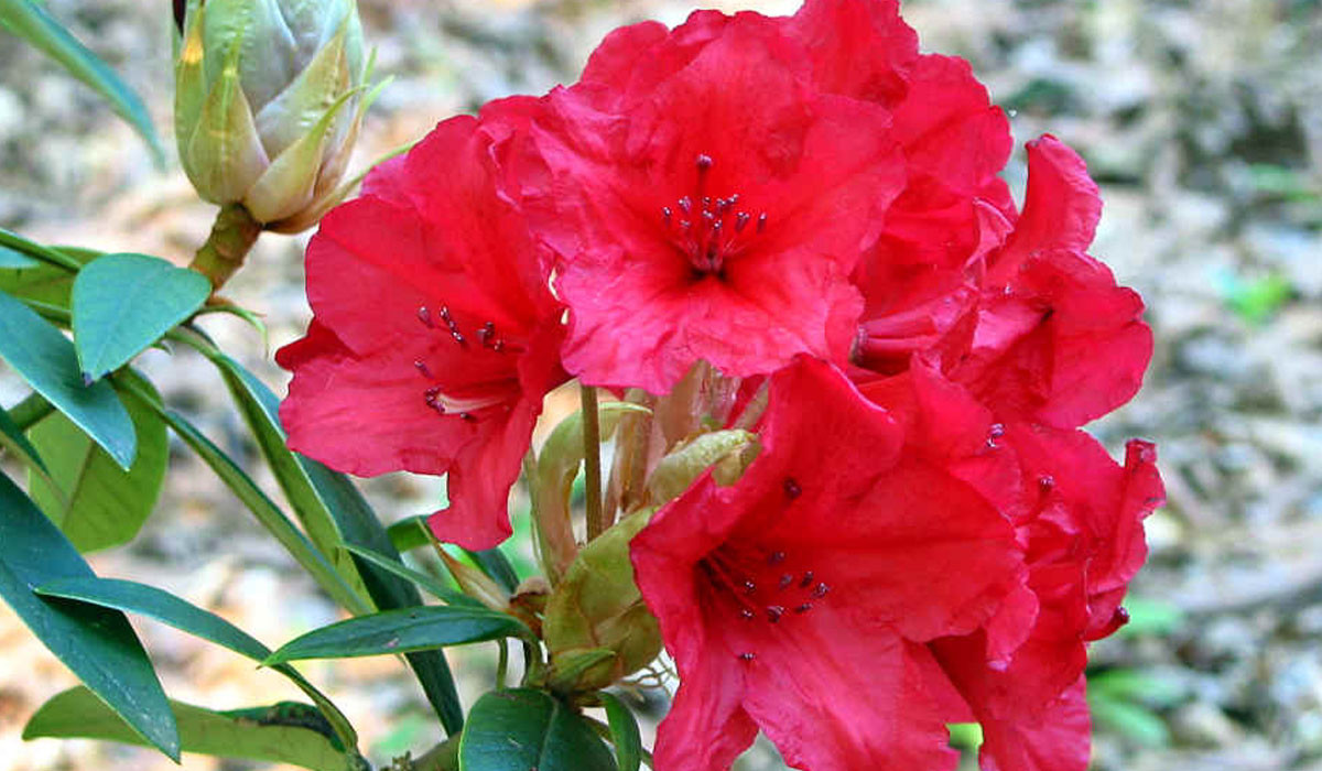 rhododendron - azalea