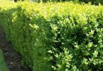Bosso - Buxus