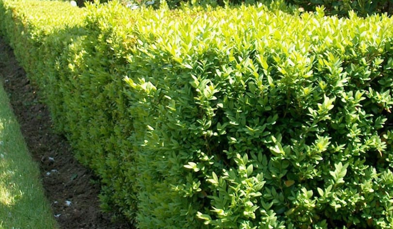 Bosso - Buxus