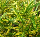 croton variegatum