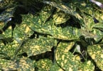 AUCUBA Crotonifolia "Rozanne"