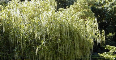 Itea virginica ilicifolia
