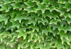 Parthenocissus tricuspidata ‘Veitchii Robusta’