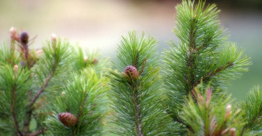 Pinus Mugo Mughus