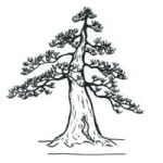 stile formale bonsai