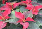 Stella di Natale - Euphorbia pulcherrima