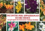 incontri con la federazione italiana orchidee