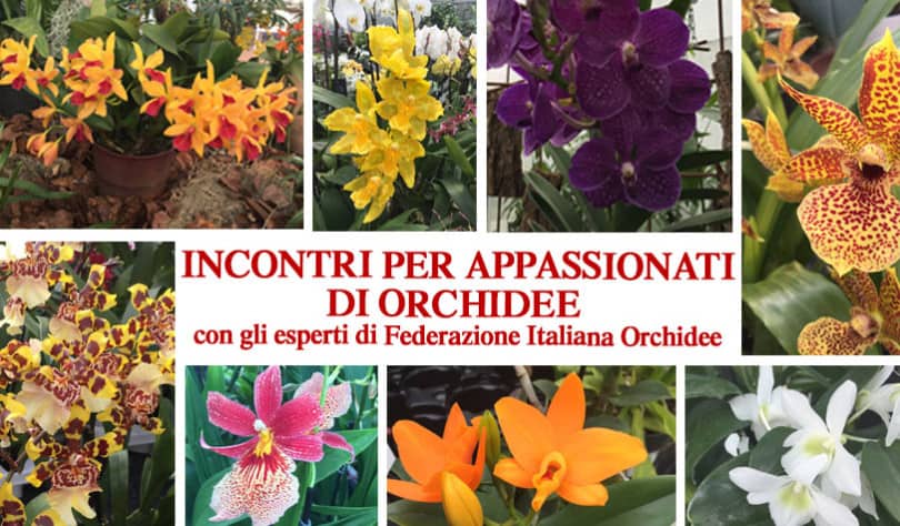 incontri con la federazione italiana orchidee