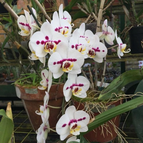 orchidea 02