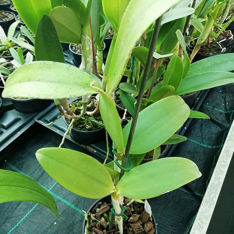 Cattleya amethystoglossa