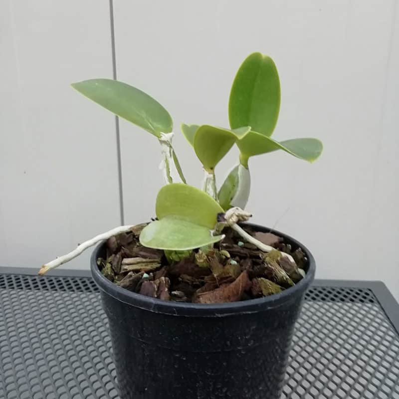 Cattleya nobilior var. coerulea